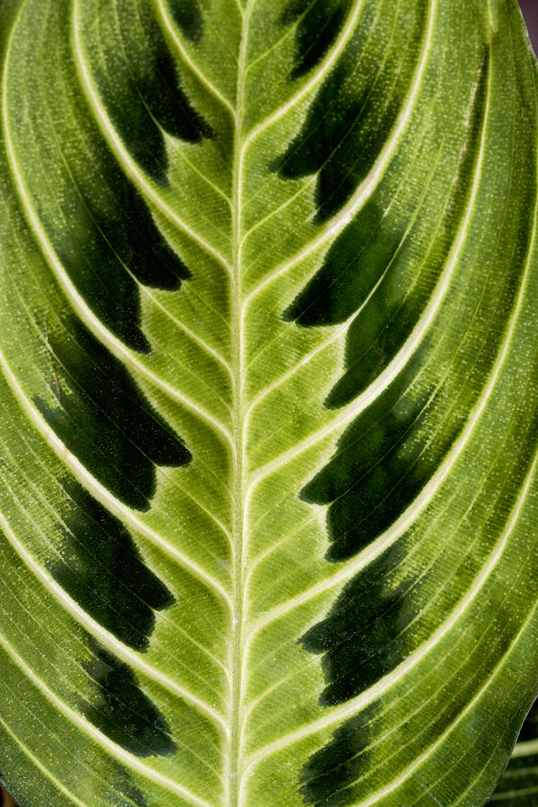 Leaf Symmetry Photograph by Robert Woodward