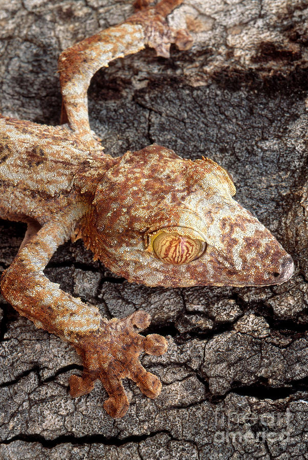 Leaf-tailed Gecko Photograph by Art Wolfe