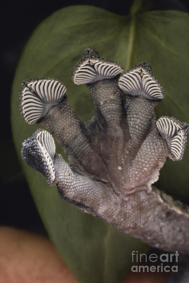 Leaf-tailed Gecko Foot Photograph by Gregory G. Dimijian, M.D.