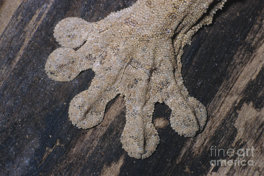 Leaf-tailed Gecko Foot Photograph by Natures Images