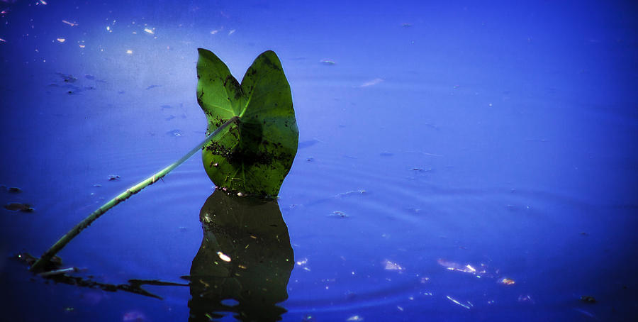 Leaf Photograph by Terri McCracken - Fine Art America