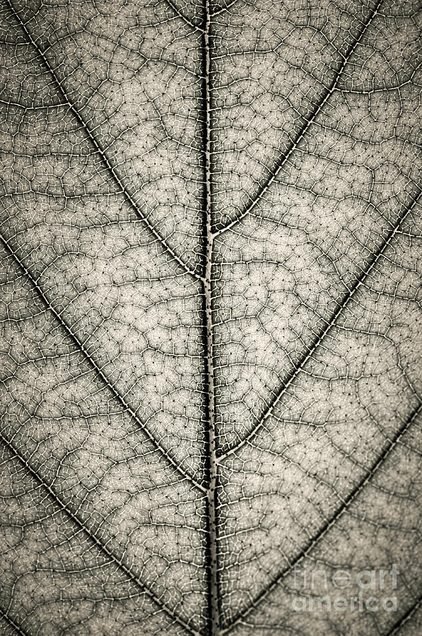 Leaf texture in sepia Photograph by Elena Elisseeva