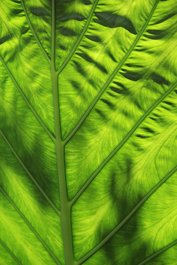 Leaf Texture Photograph by Masha Batkova - Fine Art America