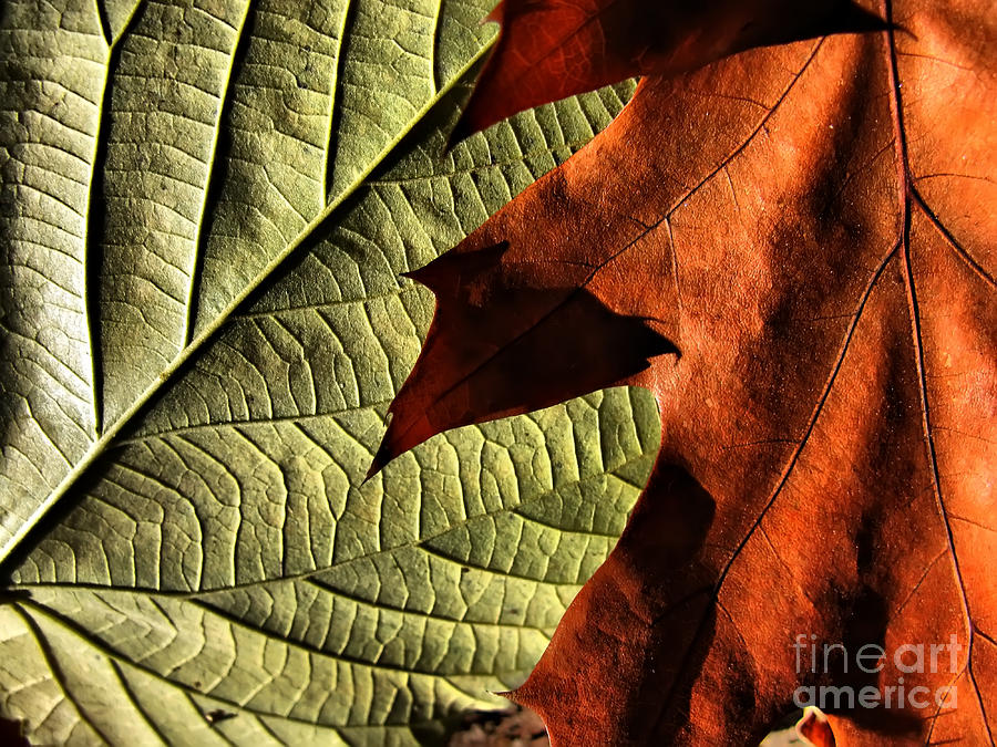Leaf Texture - Still Life Photograph