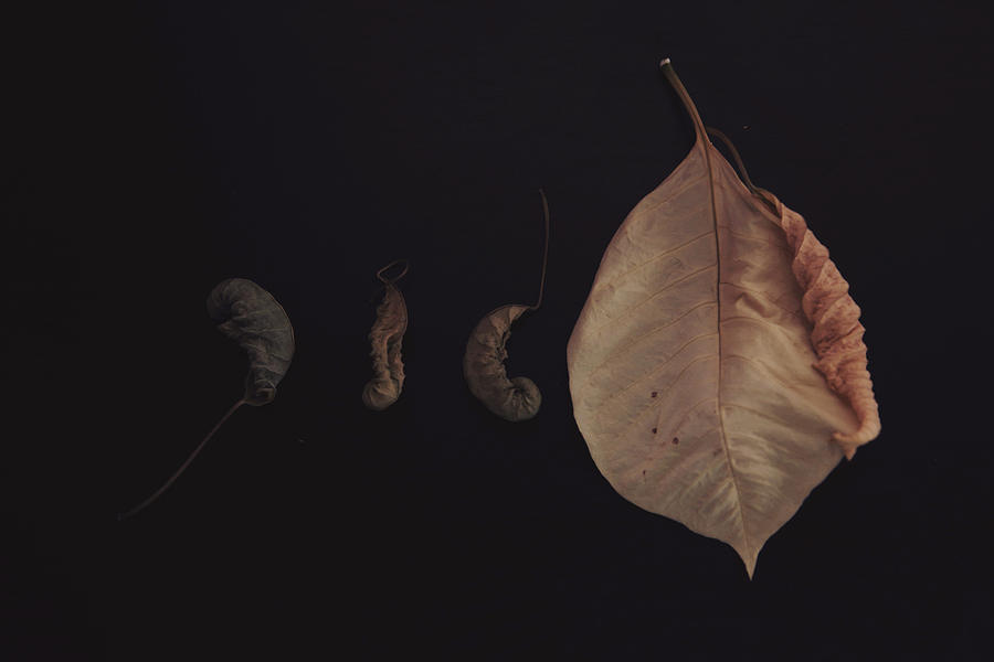 Leaf that Lingered Brown Photograph by Toni Hopper