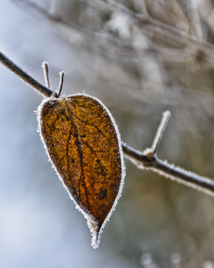 Leaf Trimmed in Frost Photograph by Betty Eich