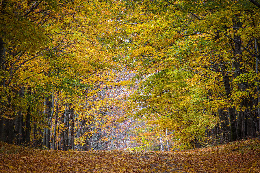 Fall Photograph - Leaf Tunnel by Bruce Neumann