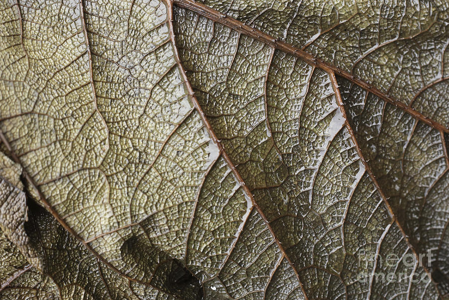Leaf vein abstract Photograph by Paul Cowan