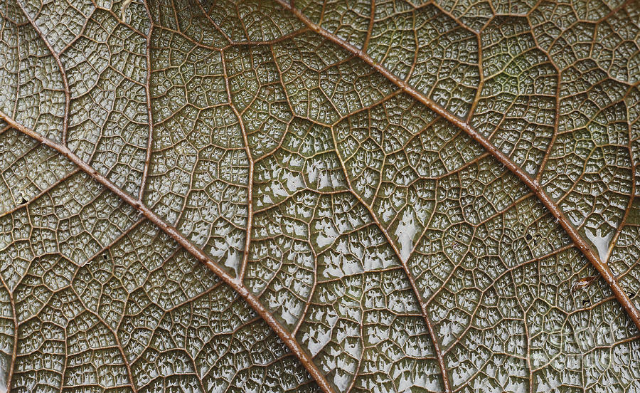 Leaf vein macro Photograph by Paul Cowan