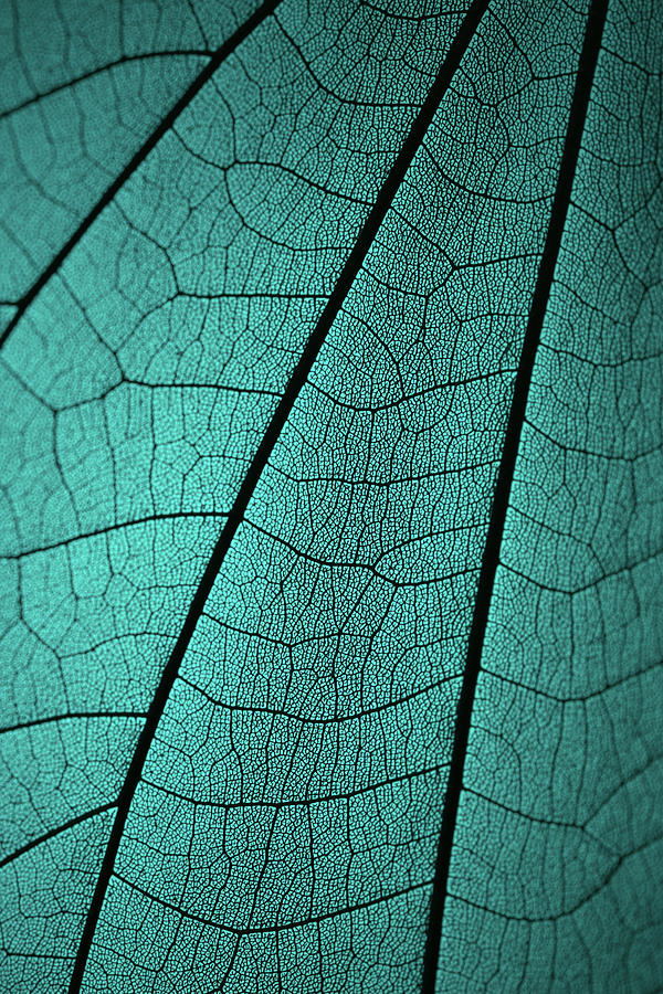 Leaf Vein Skeleton Macro Cyan Tone Photograph by Miragec