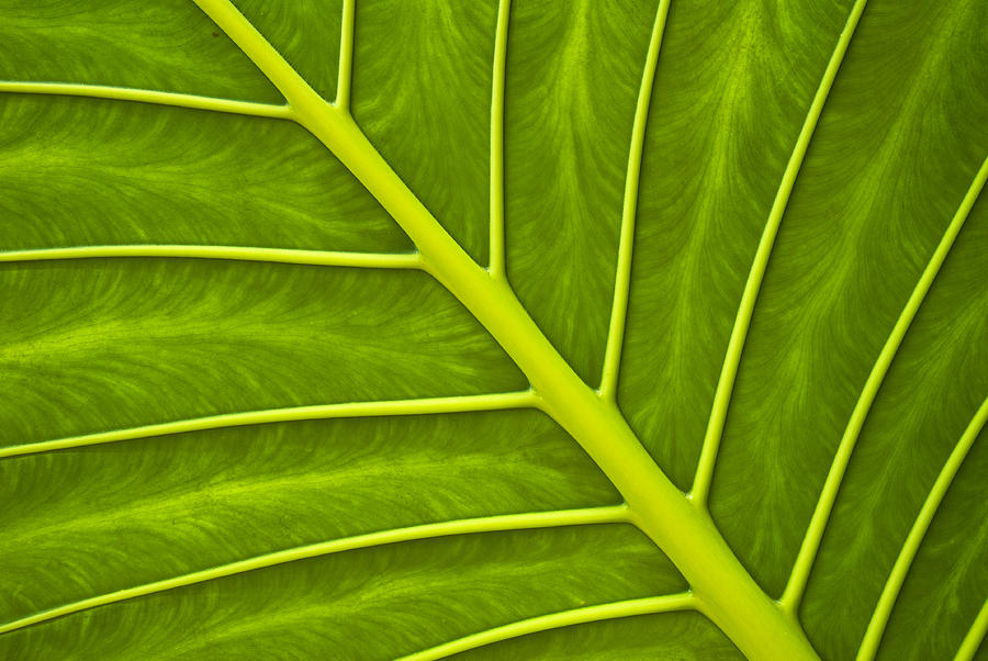 Leaf Veins Photograph by Chevy Fleet