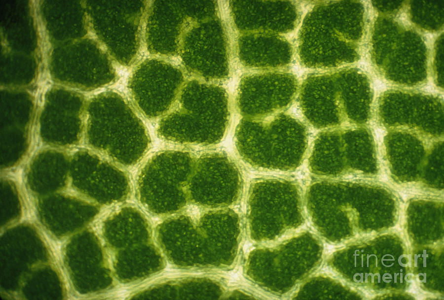 Leaf Veins Of A Sugar Maple Tree Photograph by James Bell