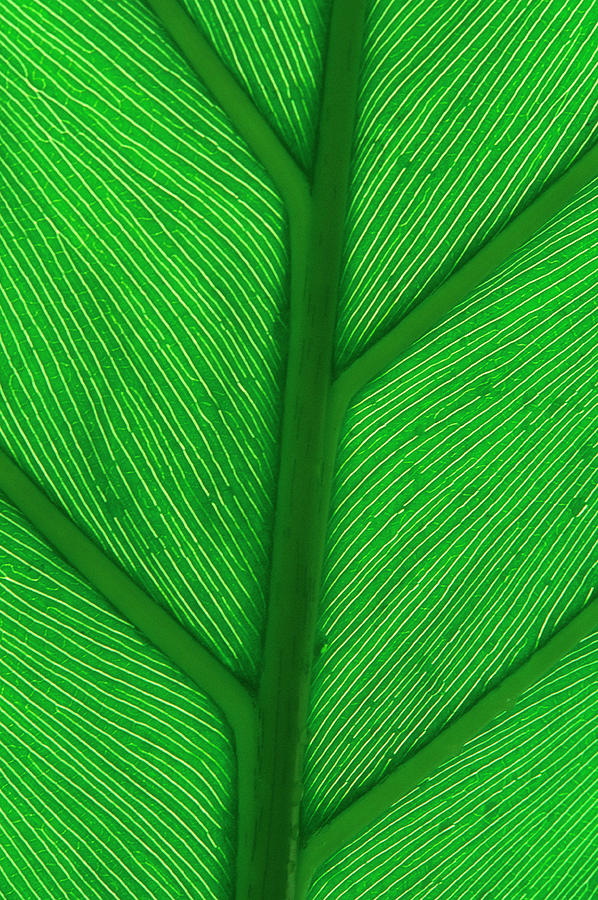 Leaf Veins Photograph by Simon Fraser/science Photo Library