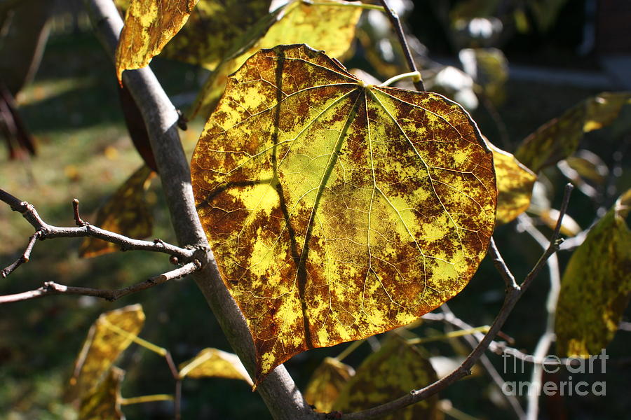 Leaf Veins Photograph by Stan Reckard