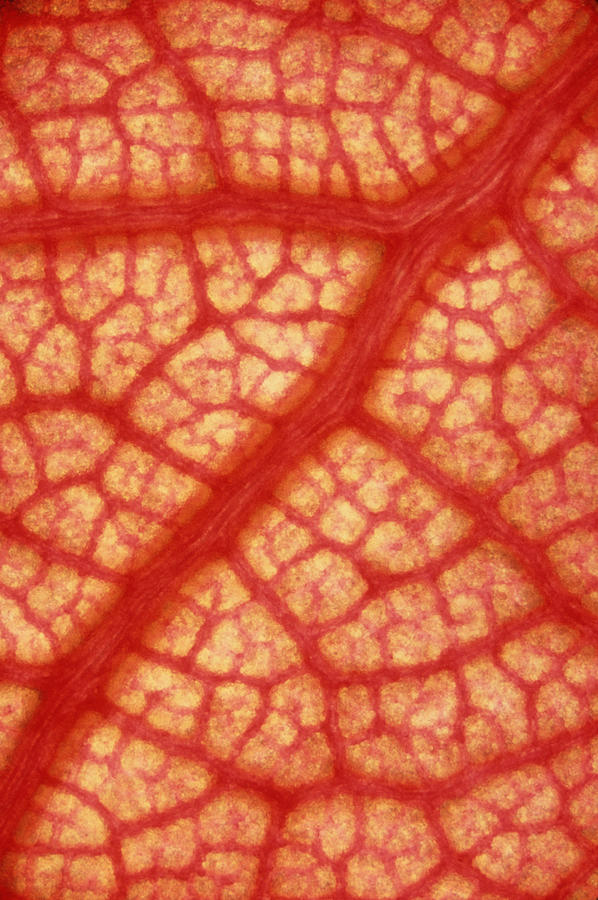 Leaf Veins Photograph by Winton Patnode