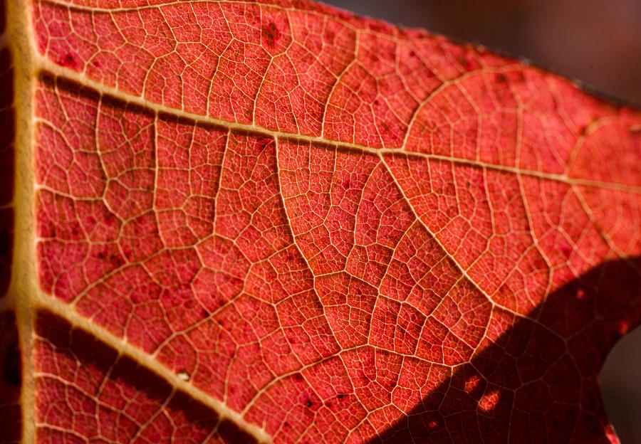 Leaf Venation Pattern 1 Photograph by Douglas Barnett
