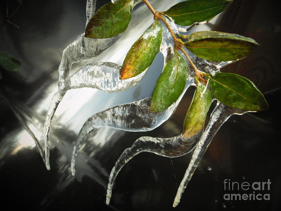 Leaf Wind Ice Photograph by Paddy Shaffer