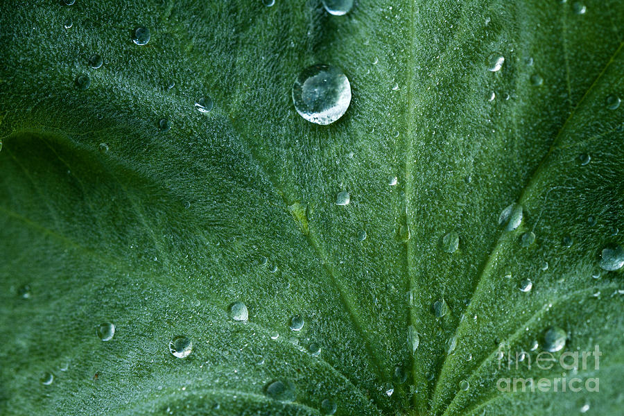 Leaf with Dew Drops Photograph by Carrie Cranwill