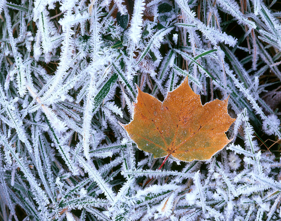 Leaf With Frost Photograph by Hans Reinhard