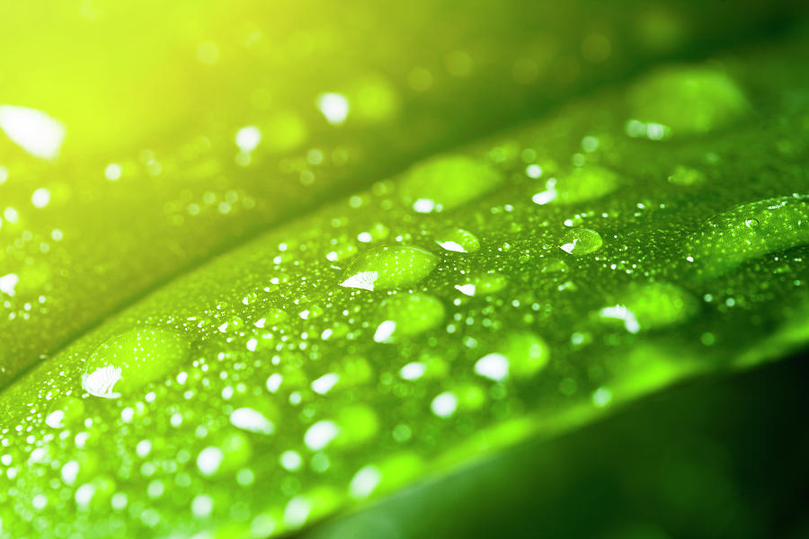 Leaf With Rain Droplets Photograph by Neoblues Leaf With Rain Droplets Photograph by Neoblues