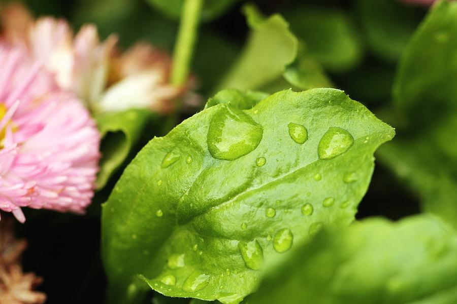 Leaf with raindrops Photograph by Luisa Azzolini - Fine Art America