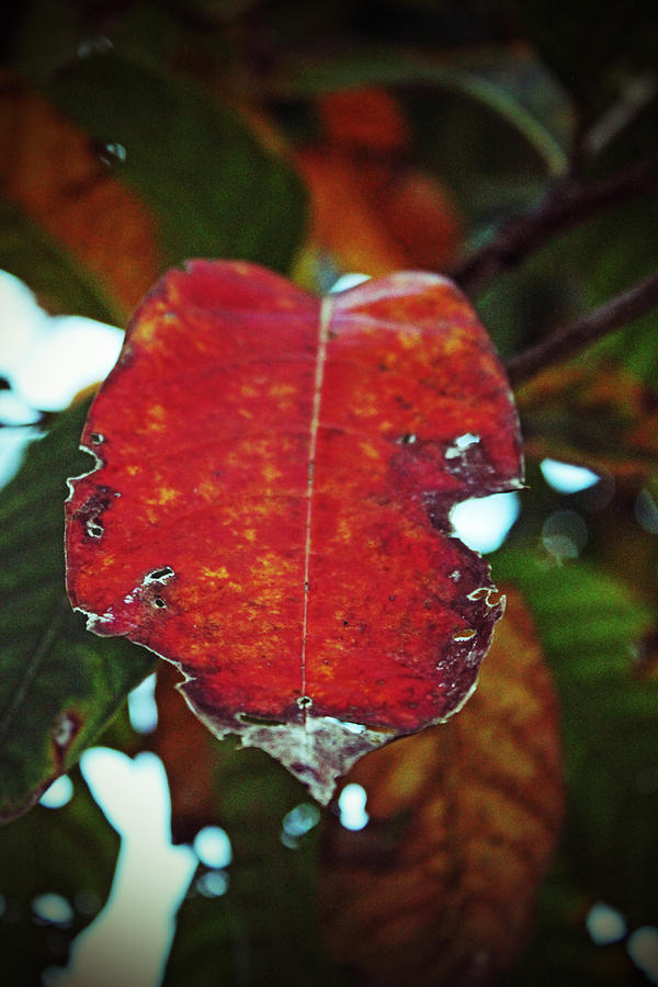 Leaf Wrapped in Red Photograph by Audrey Robillard