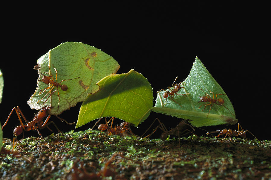 Leafcutter Ant Ants Taking Leaves Photograph by Mark Moffett