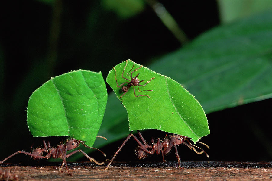 Leafcutter Ant Atta Sp Group Workers Photograph by Michael and Patricia Fogden