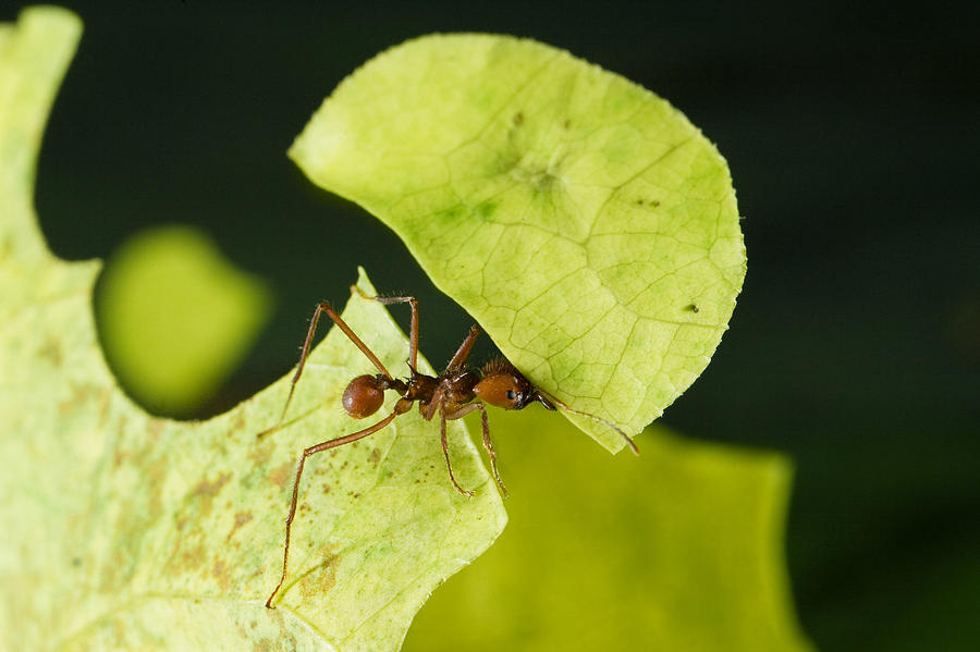 Leafcutter Ant Carrying Freshly Cut Photograph by Konrad Wothe