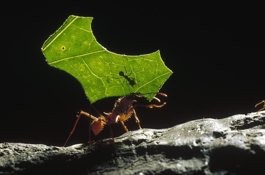 Leafcutter Ant Carrying Leaf And Rider Photograph by Konrad Wothe