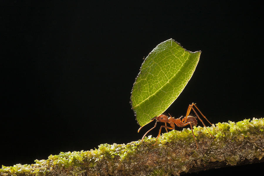 Leafcutter Ant Carrying Leaf Costa Rica Photograph by Ingo Arndt