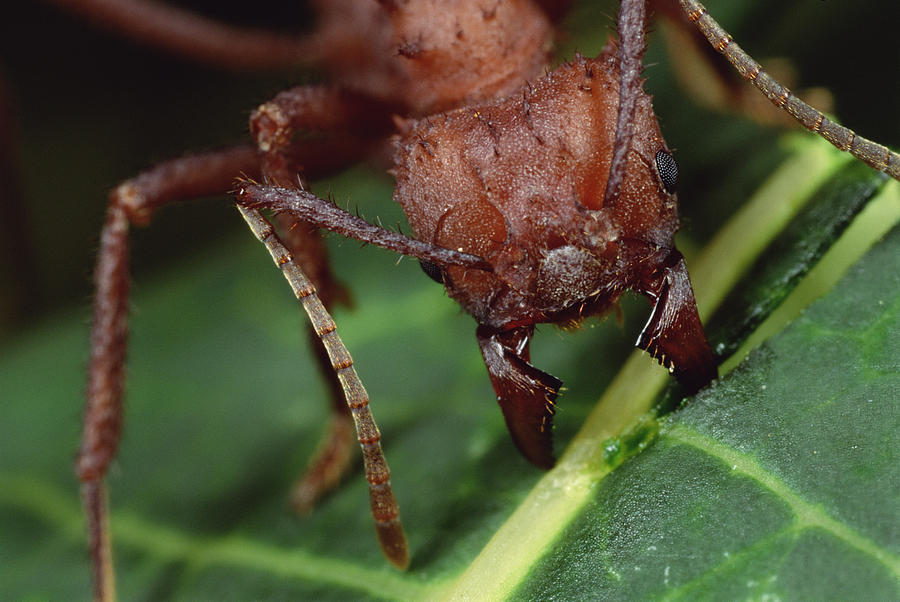 Leafcutter Ant Cutting Papaya Leaf Photograph by Mark Moffett
