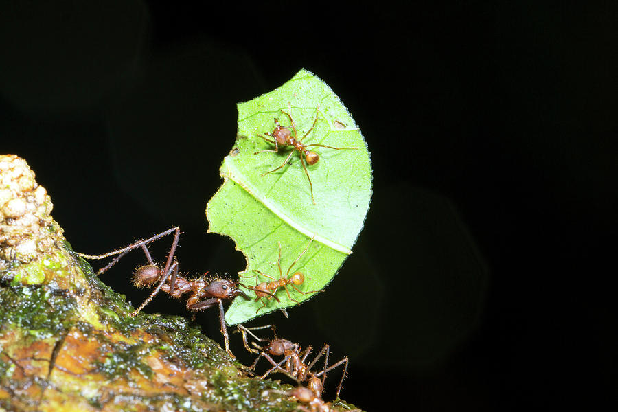 Animal Photograph - Leafcutter Ant by Dr Morley Read