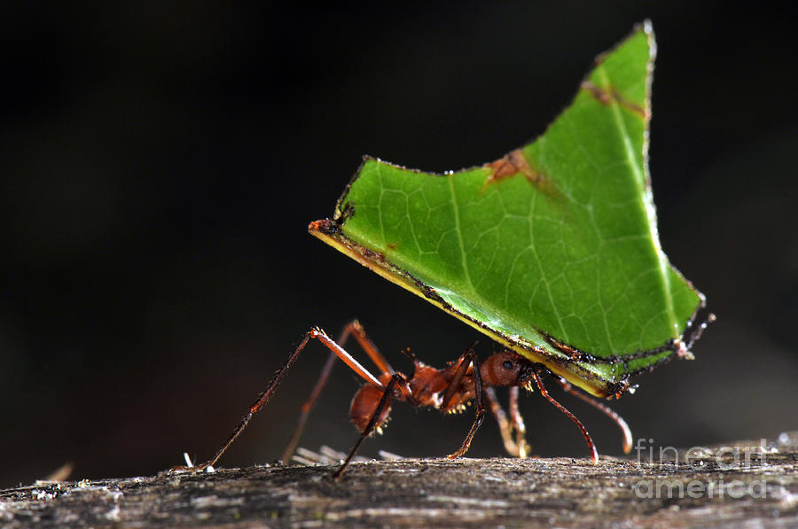 Leafcutter Ant Photograph by Francesco Tomasinelli