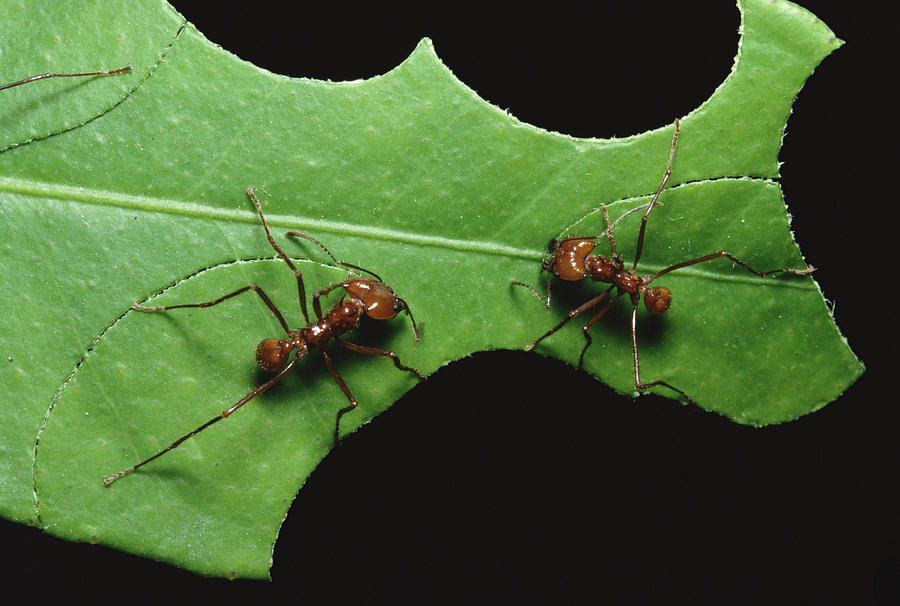 Leafcutter Ant Pair Cutting Leaf Photograph by Konrad Wothe