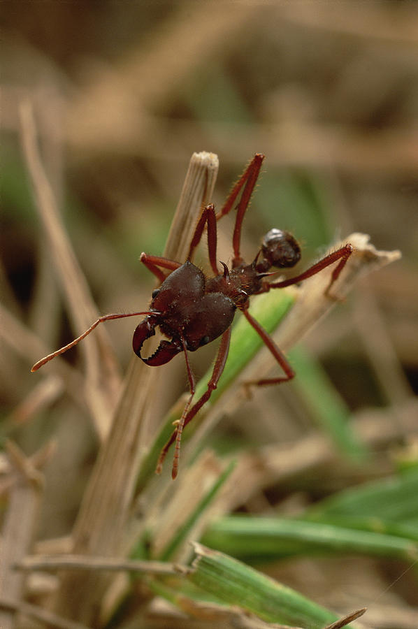 Leafcutter Ant Paraguay Photograph by Mark Moffett