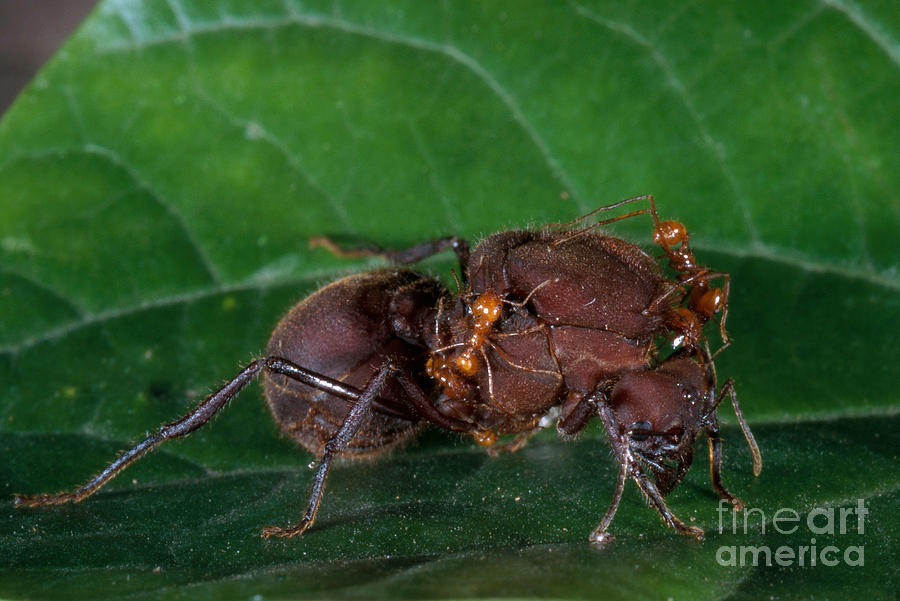 Leafcutter Ant Queen Photograph by Gregory G. Dimijian, M.D.