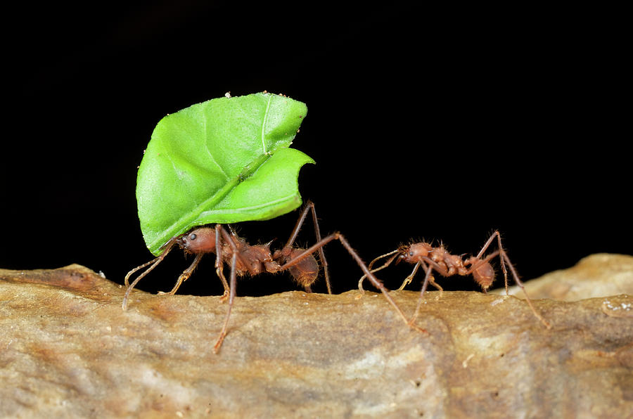 🍃 El increíble proceso de las hormigas cortadoras de hojas- Acromyrmex  octospinosus leafcutter ants 