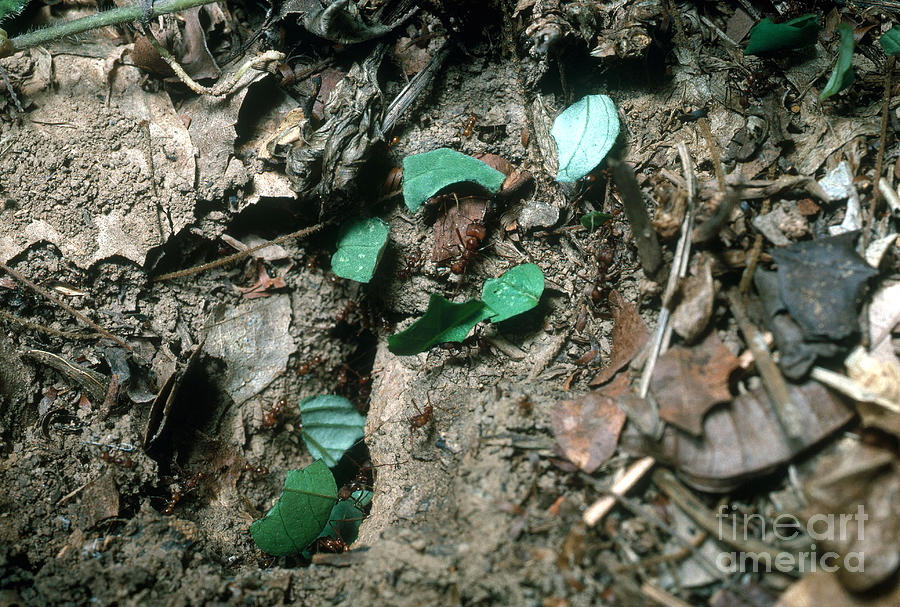 Leafcutter Ants At Nest Photograph by Gregory G. Dimijian, M.D.