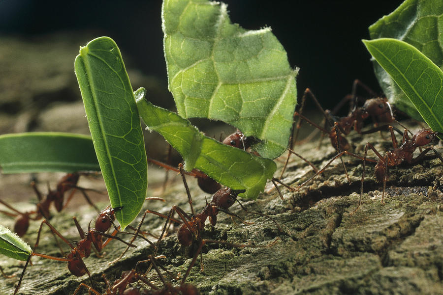 Leafcutter Ants Carrying Leaves Barro Photograph by Mark Moffett