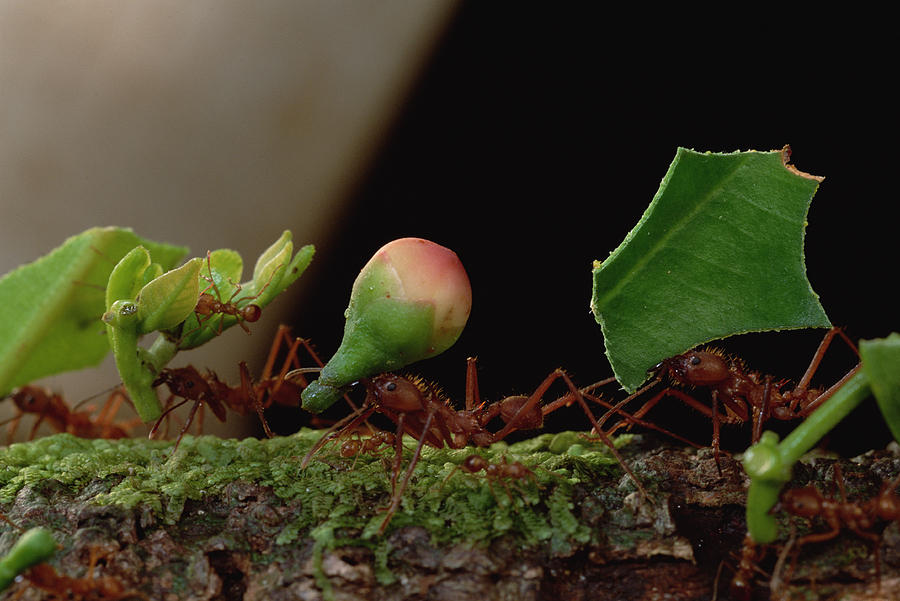 Leafcutter Ants Carrying Leaves French Photograph by Mark Moffett