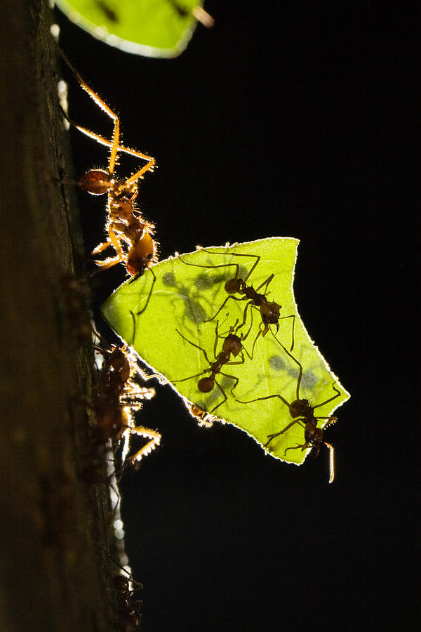 Leafcutter Ants Carrying Leaves Photograph by Konrad Wothe