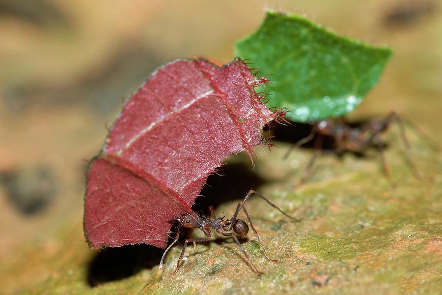 Leafcutter Ants Photograph by Sinclair Stammers/science Photo Library ...