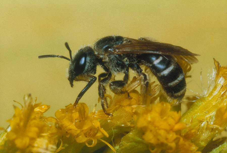 Leafcutting Bee Megachilidae Photograph by Harry Rogers