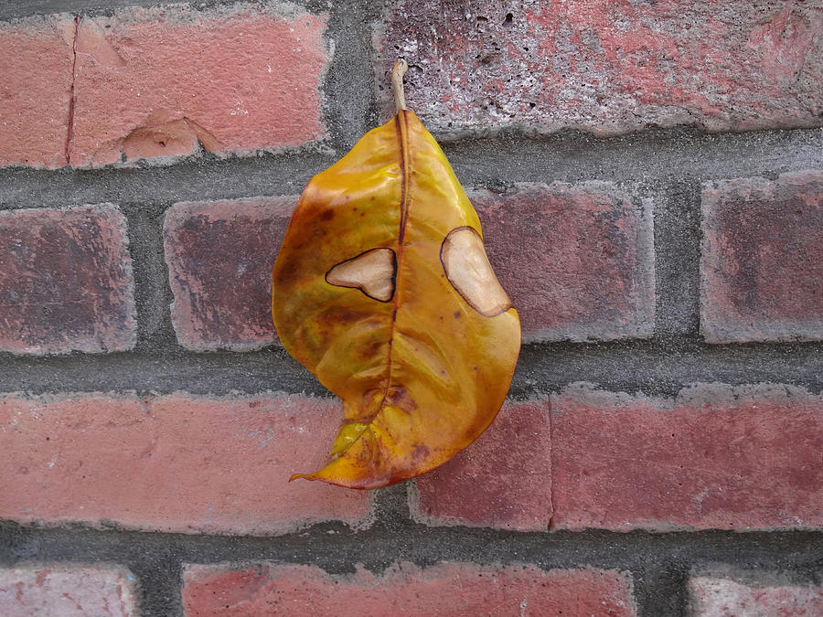 Leafed Brick  Photograph by Kenneth James