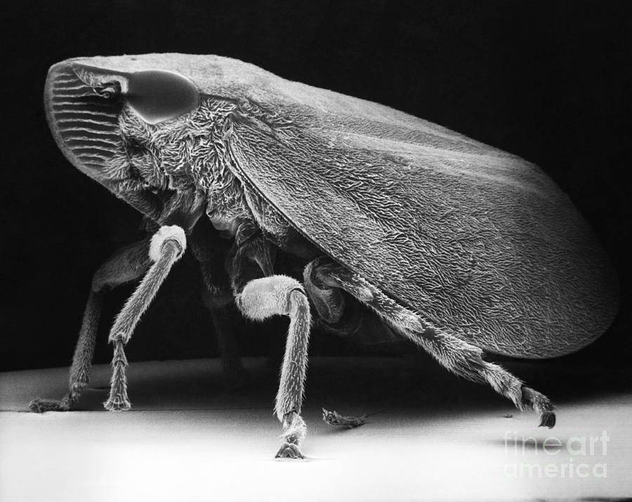 Leafhopper Photograph by David M. Phillips