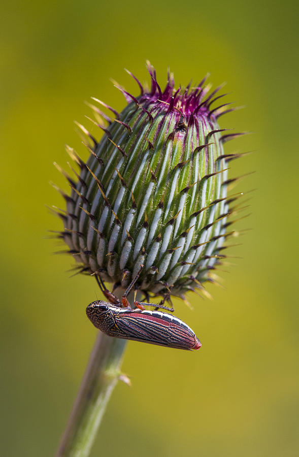 Leafhopper on Texas Thistle Bud Photograph by Steven Schwartzman