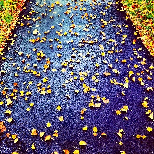Fall Photograph - Leafing It All Behind /// #bangor by Nick Lucey