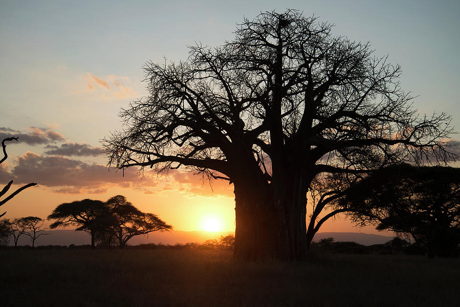 Leafless Baobab Tree At Sunset Photograph by Kenneth Whitten