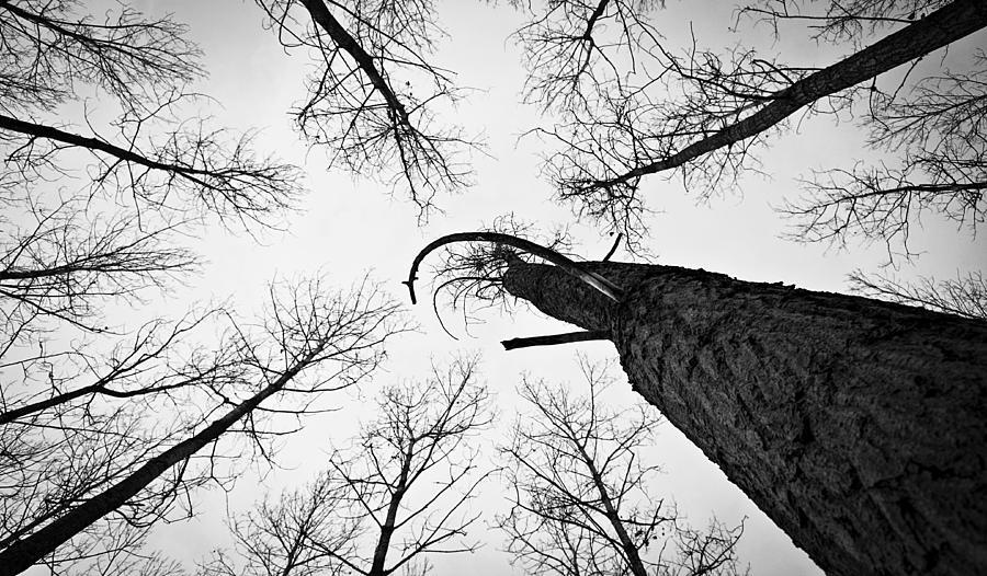 Tree Photograph - Leafless Deliberation by Gabor Miskolczi
